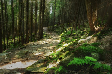 A path in a mountain coniferous dense forest. Fern leaves among the stones.