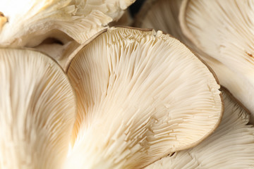 Raw fresh oyster mushrooms textured background, close up