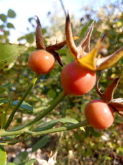 Obraz premium Red rosehip in the country in the autumn under the sun