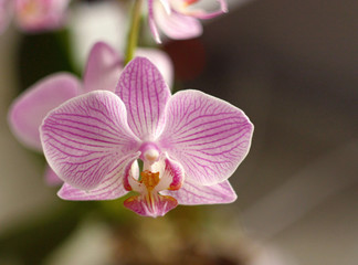Naklejka na ściany i meble Orchid flower close-up on a blurred background.