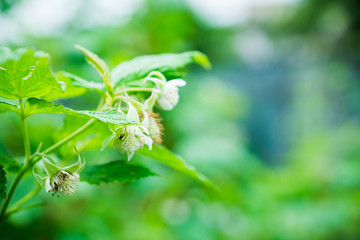 Fototapeta na wymiar Blackberry bush with unripe berries in the garden. Selective focus.