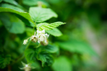Blackberry bush with unripe berries in the garden. Selective focus.