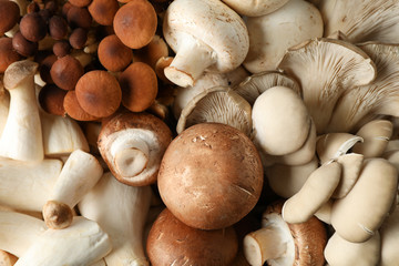 Different mushrooms textured background, close up