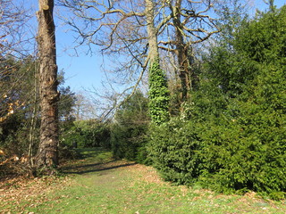 trees in the park