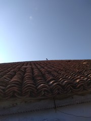 The myna on the roof. 