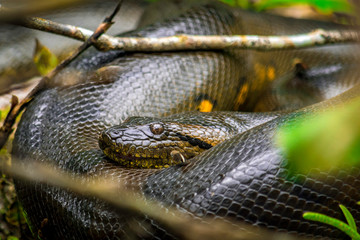 Anaconda sunbathing on a branch in ecuatorian amazonas