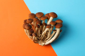 Honey agaric mushrooms on two tone background, space for text