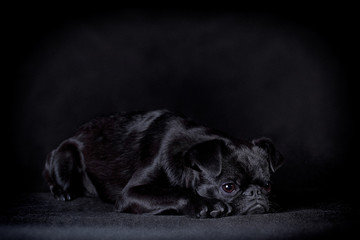 The black dog of breed pit Brabancon lies on a black background