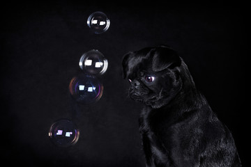 Black dog of the breed Piti Brabancon on a black background and soap bubbles-thoughts