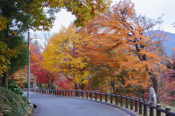 紅葉に包まれる道