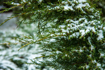 Winter natural christmas background. A green branch of an evergreen fir tree covered with snow. Conifer outdoors