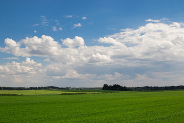 Fototapeta na wymiar Summer field with grass on blue sky background.