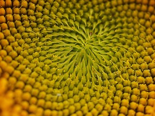 Macro of the seeds of a sunflower