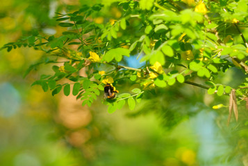 Bumblebee on a branch of yellow acacia