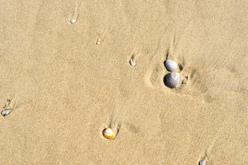 Natural flat lay composition sea shells on sand, space for text, outdoors
