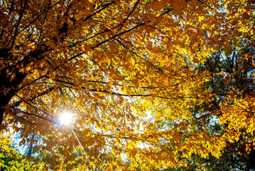 Bright sun rays pierce through the golden crown of an autumn tree