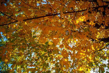 Gold autumn. Crown of a tree with yellow leaves