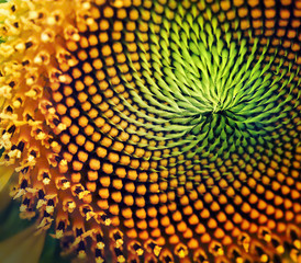 Close up of sunflower,square format.