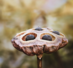 Dried lotus pod  in nature,square format.