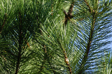 Ootheca of Praying Mantis (Mantis Religiosa) attached on branches of  long green needles Pinus...