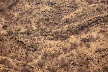 Open dry savannah arid landscape with tall grass and desert shrubs in Namibia safari