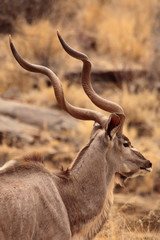Gemsbok, Springbok antelope, zebras and oryx in the open dry savannah arid landscape in Namibia safari