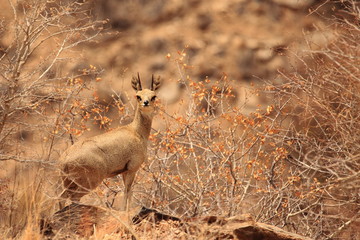 Gemsbok, Springbok antelope, zebras and oryx in the open dry savannah arid landscape in Namibia...