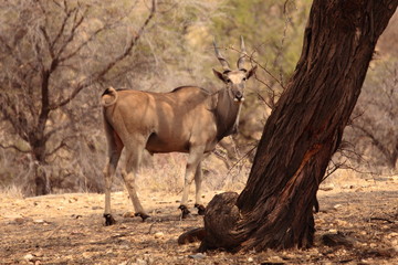 Gemsbok, Springbok antelope, zebras and oryx in the open dry savannah arid landscape in Namibia safari