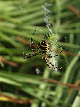 Macro of wasp spider with yellow and brown stripes