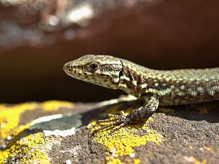 Macro of wall lizard outside in the sun