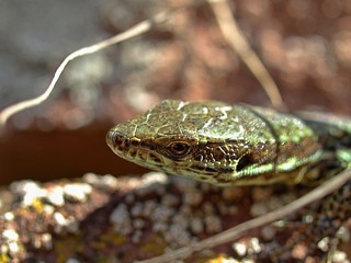 Macro of wall lizard outside in the sun