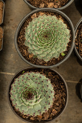 Greenhouse full of green plants.