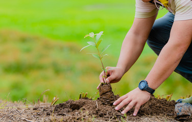 Human hands grow light green trees Save the world and the World Environment Day concept about loving the world and reducing global warming.
