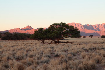 Open dry savannah arid landscape with tall grass and desert shrubs in Namibia safari
