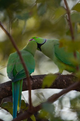 Indian Ring-Necked Parrots at Kadugodi Bridge Bangalore India