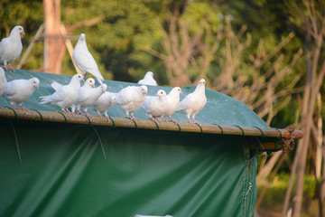 Pigeons on the rooftop.