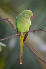Indian Ring-Necked Parrots at Kadugodi Bridge Bangalore India