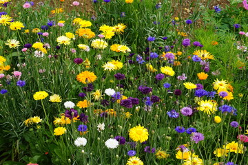 Meadow mix