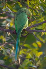 Indian Ring-Necked Parrots at Kadugodi Bridge Bangalore India