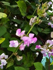 Obraz premium pink flowers in garden which is also called cape sweet pea