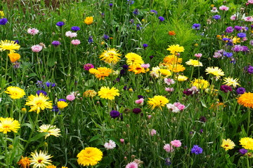 Meadow mix