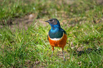 The beautiful and colourful Superb Starling (Lamprotornis superbus) standing in grass