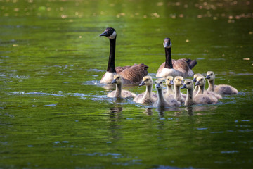 Canada goose and gosling in water.