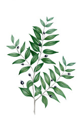 Myrtle branch  watercolor illustration - obrazy, fototapety, plakaty