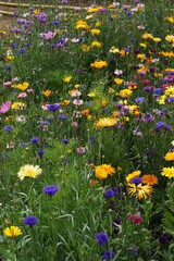 Meadow mix