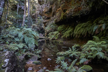 Grand Canyon Walk, Blue Mountains National Park, Evans Lookout Rd, Blackheath, NSW, Australia