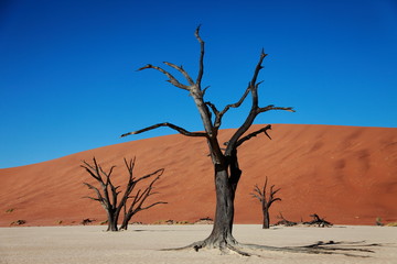 Fototapeta na wymiar Dead black trees silhouettes in dry lake due to drought in the Red sand dunes in Sossusvlei desert in Namibia