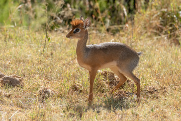 Kirk dik-dik stands in grass eyeing camera