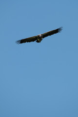 Lappet-faced vulture glides in perfect blue sky
