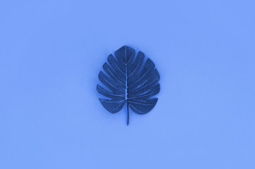 Tropical palm monstera leaf lies on a pastel colored paper. Minimal nature summer concept. Flat lay...